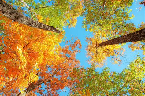 Download Fall Foliage X Wallpaper Wallpaper Wallpapers Com