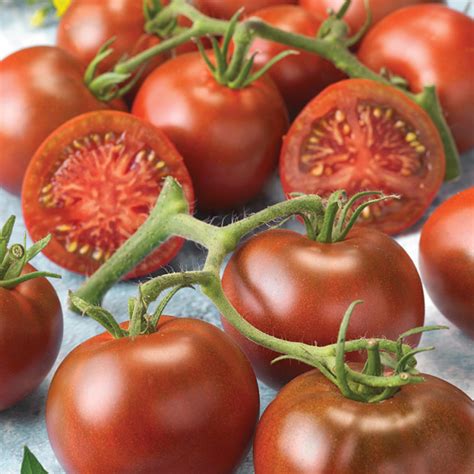 Early Choice Hybrid Tomato Medium Small Hybrid Tomato Seeds Totally