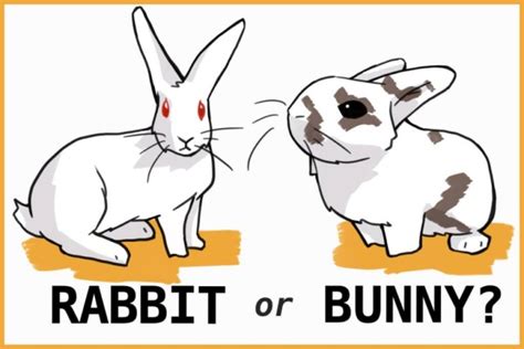 5 Differences Between Bunny And Rabbits Interesting Facts You Must