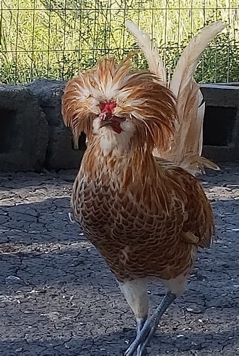 Buff Laced Polish Chicken - Chicks for Sale | Cackle Hatchery