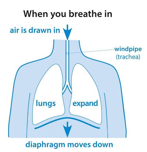 Why Do You Breathe British Lung Foundation Lunges Breathe Lung