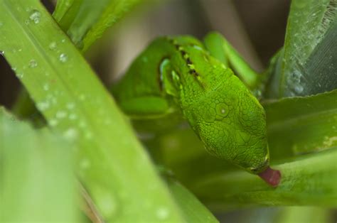 Iguanas can eat veggies like squashes, sweet if the iguanas are bigger than an elbow, the bears will not take any interest in eating them and they. Les Fruits De Mer » Blog Archive » Baby Iguanas!!!