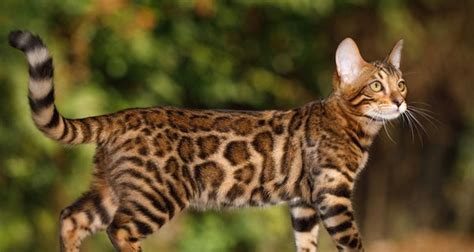 Our world has recognized 44 species at present. 7 Cat breeds that look like wild animals - Yummypets