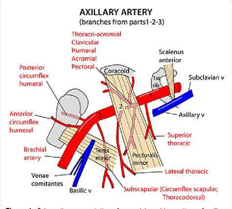 Branches Of Axillary Artery Slidesharetrick
