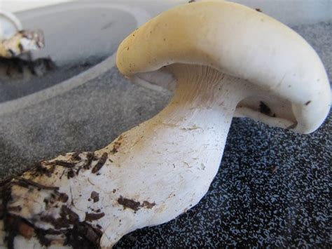 White Mushroom Id Request Mushroom Hunting And Identification