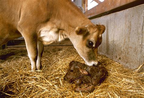 dairy cow and newborn calf stock image e764 0623 science photo library