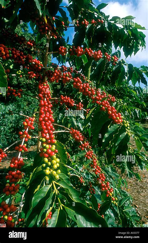 Coffee Tree In Cherry Coffea Arabica Berries Red Plantation Big Island