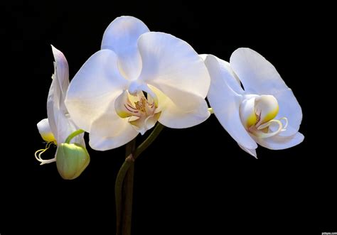 White Orchids Orchid Photography Orchid Wallpaper Orchid Flower