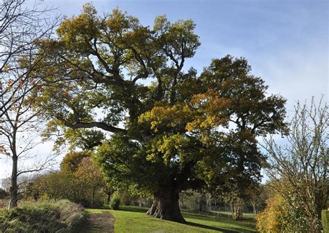 Chêne Pédonculé Quercus Robur à Hénanbihen Arbre Remarquable