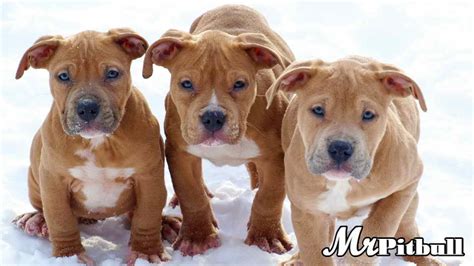 The best way to train an pit bull puppy is by repetition, research, and patience. GATOR PITBULL PUPPIES