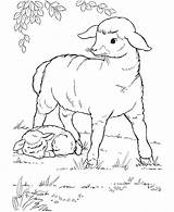 Sheep Coloring Baby Printable sketch template