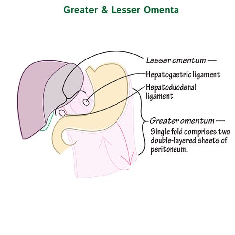 Gross Anatomy Glossary Greater Omentum Lesser Omentum Draw It To Know It
