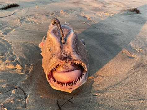 Deep Sea Anglerfish