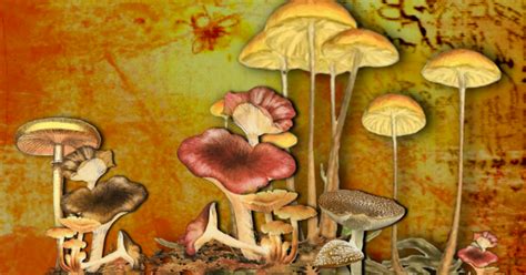 Between what we eat and how well our brains work. Meggys Way: Do mice eat mushrooms?