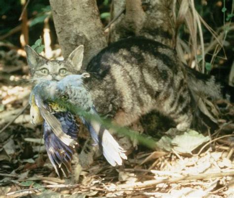 Australia Wants To Kill 2 Million Feral Cats By Airdropping Poisonous