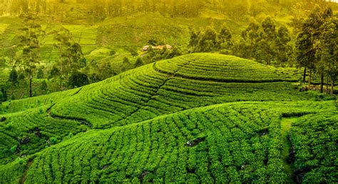 The most prominent among the tea growing areas in india is assam. 7 Best Places for Tea Plantation Trails in India | Trawell Blog