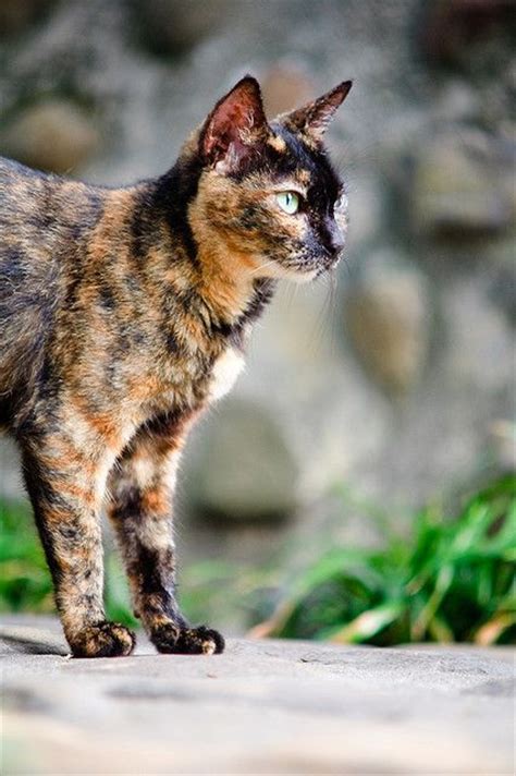173 Best Images About Cats For Holly Our Tortoiseshell Cat On