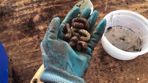 Grubs In Compost Bin Pests Or Valuable Resource Youtube