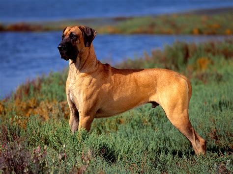 Great Dane Wallpapers Pictures Images