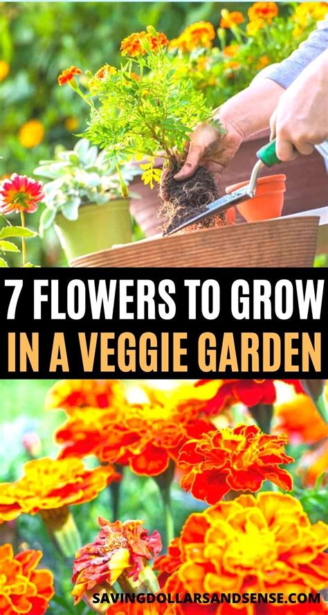 Maybe you would like to learn more about one of these? 7 Flowers To Grow In Your Vegetable Garden - Saving ...