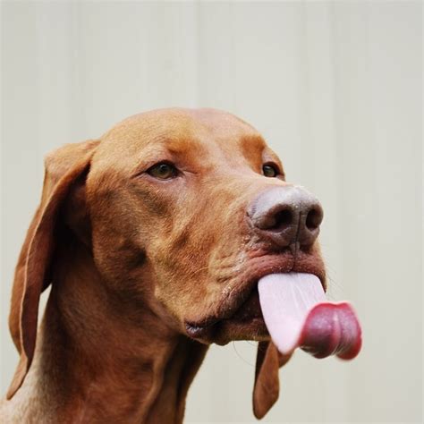 Funny Photos Of Dogs Licking Peanut Butter Off Their Faces