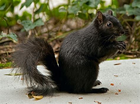 Black Squirrel Wikipedia