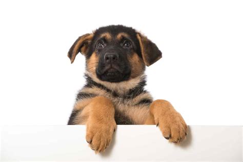 Do German Shepherd Puppies Have Big Paws? ? World of Dogz