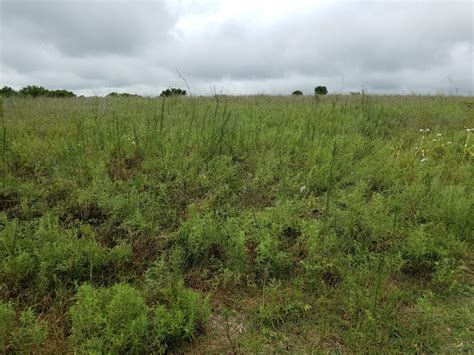 Study Shows Effects Of Climate Warming In Tallgrass Prairie Ecosystem