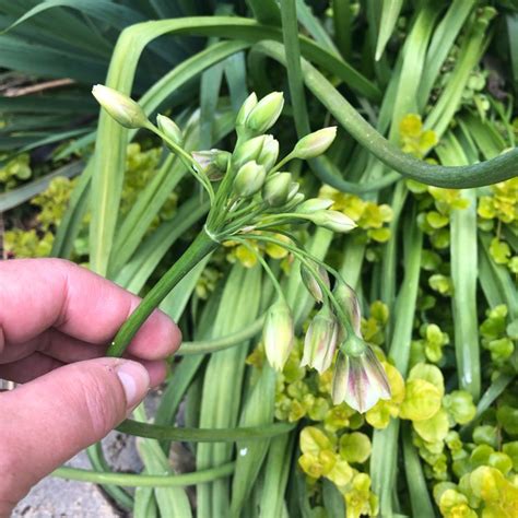 Allium Siculum Syn Nectaroscordum Siculum Allium Nectaracsardium