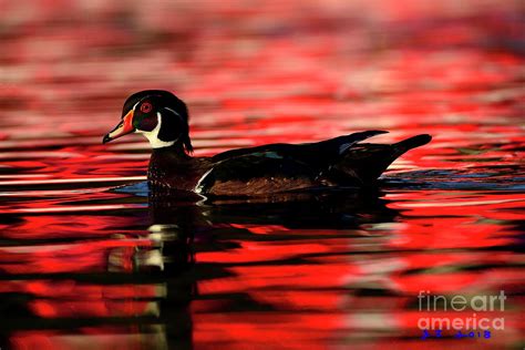 Wood Duck Glide Photograph By John F Tsumas Pixels