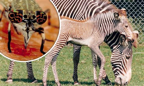 In addition, the white stripes of a zebra provide camouflage. Zebras have black-and-white stripes to keep horse flies at ...