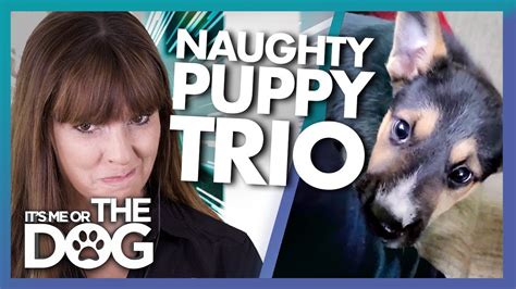 Victoria Stilwell Reacts To Three Very Naughty Puppies Its Me Or