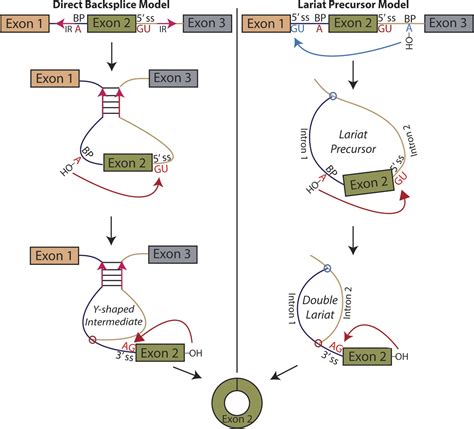 Circular Rna Biogenesis Can Proceed Through An Exon Containing Lariat