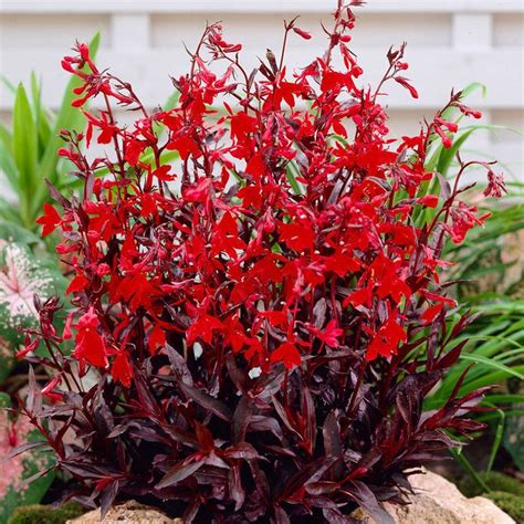Cardinal Flower Compliment Deep Red Cardinal Flower Red Plants