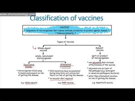 What are the types of vaccination available to us? 5 Types Of Vaccines - Spesial 5