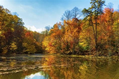 Autumn Colors Along The Shore Of Bays Mountain Lake Stock Photo Image