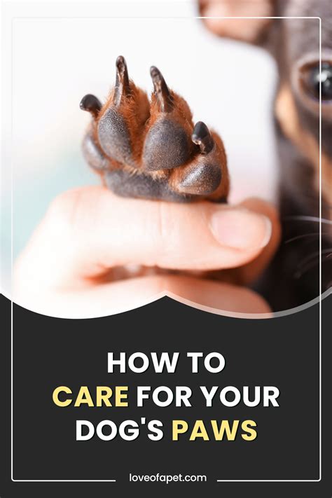 How To Care For Your Dogs Paws 8 Tips Love Of A Pet In 2021 Dog