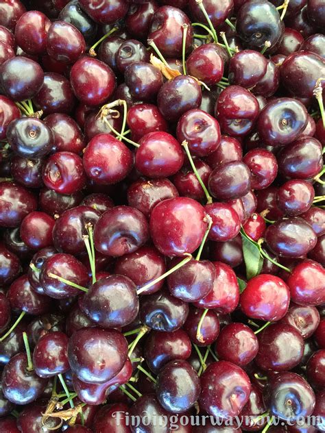 Learn how to safely can, dry, ferment, cure, freeze, and store foods fresh as a sustainable homesteader would. Homemade Cherry Liqueur: #Recipe - Finding Our Way Now