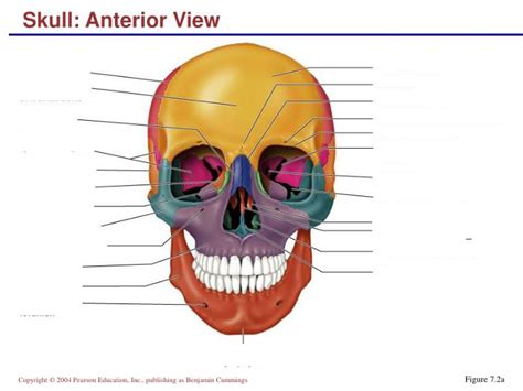 What is the lateral view of skull? PPT - Skull: Anterior View PowerPoint Presentation, free ...