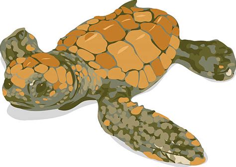 Loggerhead Sea Turtle Illustrations Illustrations Royalty Free Vector