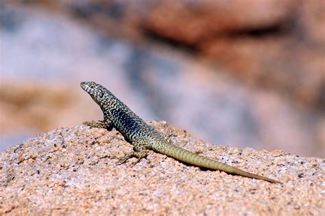 Free Images Mountain Valley Wildlife Fauna Lizard Chile Gecko