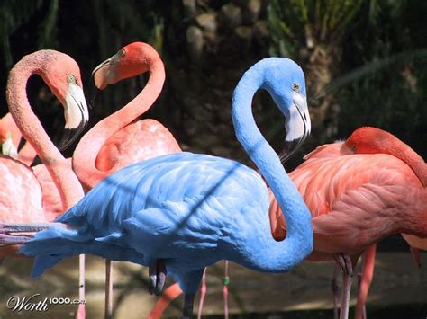 Blue Flamingo Worth1000 Contests Flamingo Beautiful Birds Animals