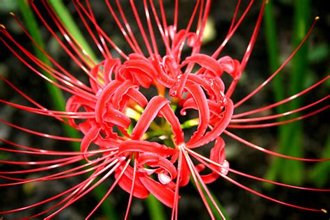 Salah satunya adalah the kinchakuda red spider lily. Bunga-Bunga Cantik Yang Menjadi Lambang Kematian ...
