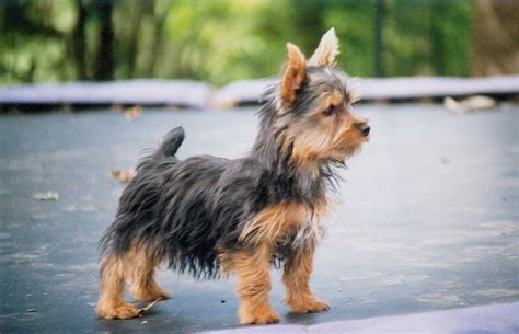 Silky Terrier Puppies Rescue Pictures Information Temperament