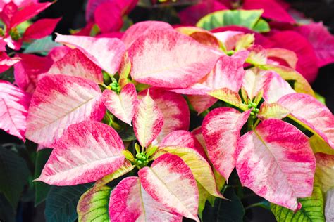 Poinsettia Ice Crystal Are Stunning And Look Like They Are Dusted With