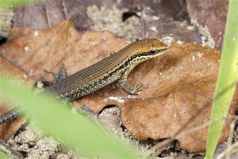 Image Of A Common Garden Skink And X28scincidaeand X29 Stock Image
