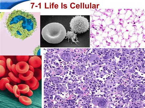 Life is cellular notes #8 what is the cell theory? PPT 1 Life Is Cellular