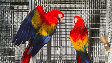 dna scarlet macaw parrots postads ph