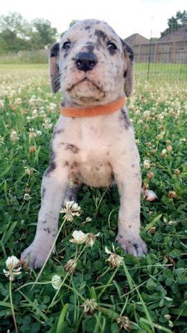 See more ideas about great dane, puppies, dane puppies. Litter of 8 Great Dane puppies for sale in DENHAM SPRINGS ...