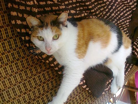What more could one want? Calico cat - Wikipedia